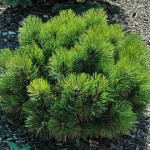 Миниатюра 3. Сосна черная «Black Prince» в каталоге СЦ Корекозево