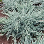 Миниатюра 2. Можжевельник горизонтальный 