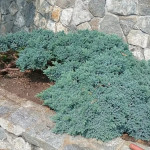 Миниатюра 4. Можжевельник горизонтальный 