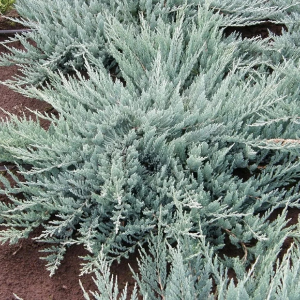 Фото 2. Можжевельник горизонтальный 