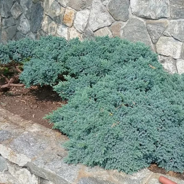 Фото 4. Можжевельник горизонтальный 