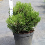 Миниатюра 1. Сосна Гельдрейха 