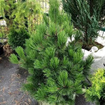 Миниатюра 4. Сосна Гельдрейха 