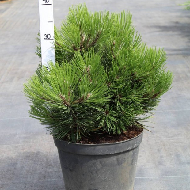 Фото 1. Сосна Гельдрейха 