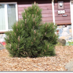 Миниатюра 1. Сосна Гельдрейха 