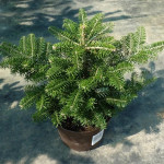 Миниатюра 3. Пихта корейская в каталоге СЦ Корекозево