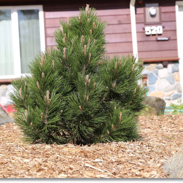 Фото 1. Сосна Гельдрейха 