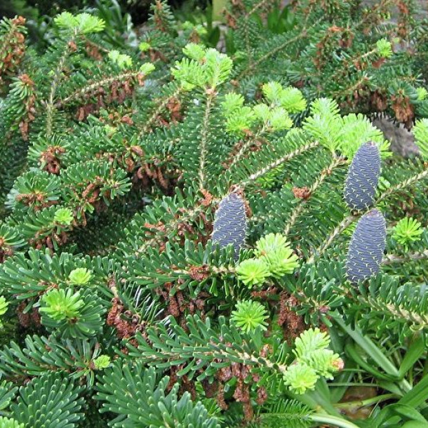 Фото 2. Пихта корейская в каталоге СЦ Корекозево