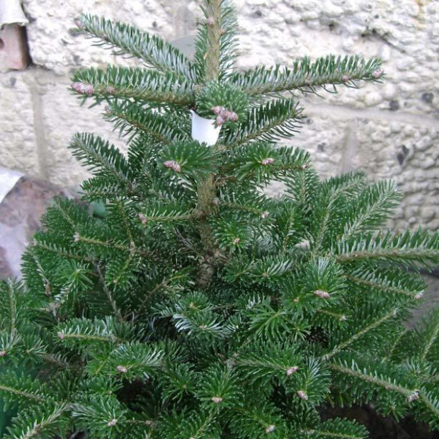 Фото 4. Пихта корейская в каталоге СЦ Корекозево