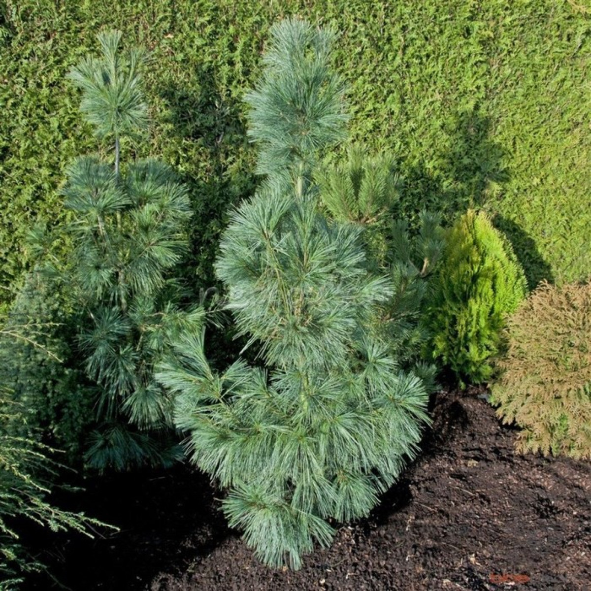 Сосна гималайская Densa Hill в каталоге СЦ Корекозево