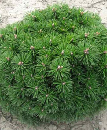 Сосна горная Benjamin в каталоге СЦ Корекозево