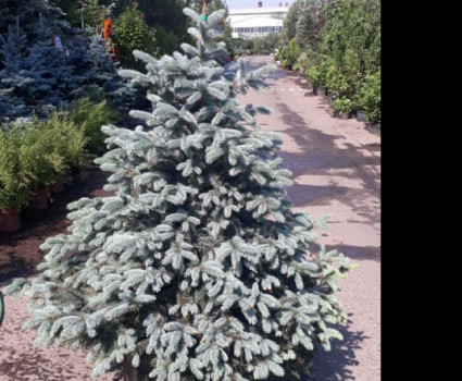 Ель голубая Super Blue Seedling в каталоге СЦ Корекозево