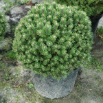 Миниатюра 2. Сосна горная 