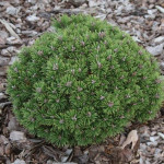 Миниатюра 3. Сосна горная 