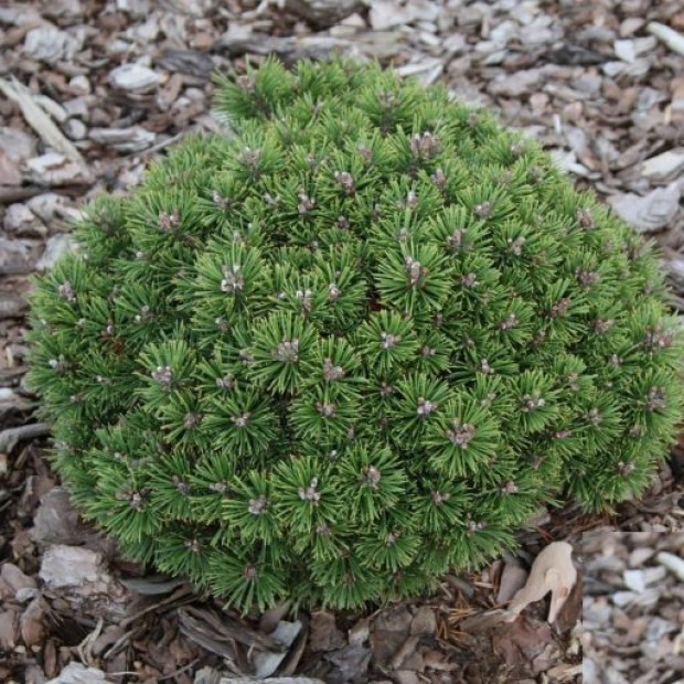 Фото 3. Сосна горная 