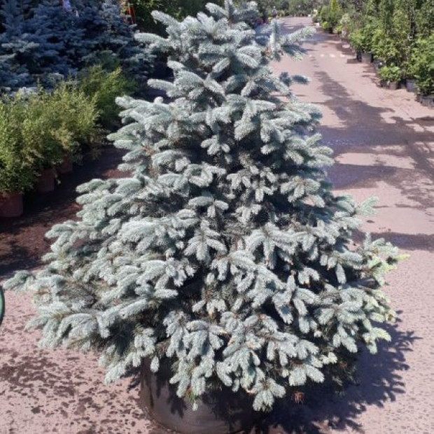 Фото 1. Ель голубая 