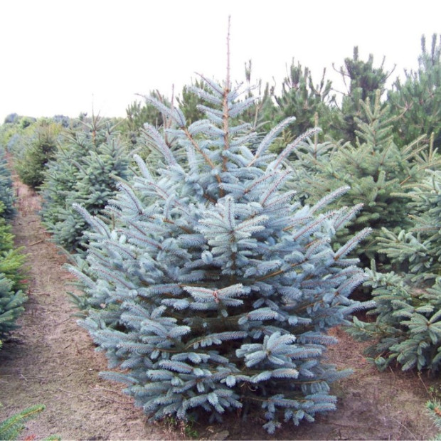 Фото 1. Ель колючая 