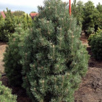 Миниатюра 1. Сосна горная 