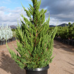 Миниатюра 2. Можжевельник китайский 