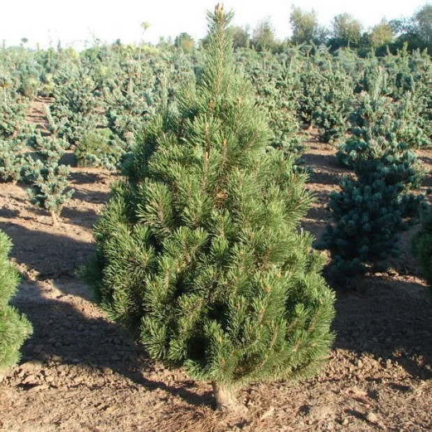 Фото 3. Сосна горная 