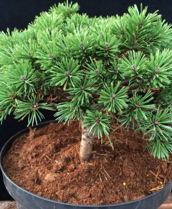 Сосна горная Erzgebirge в каталоге СЦ Корекозево