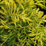 Миниатюра 3. Можжевельник средний 