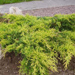 Миниатюра 1. Можжевельник средний 