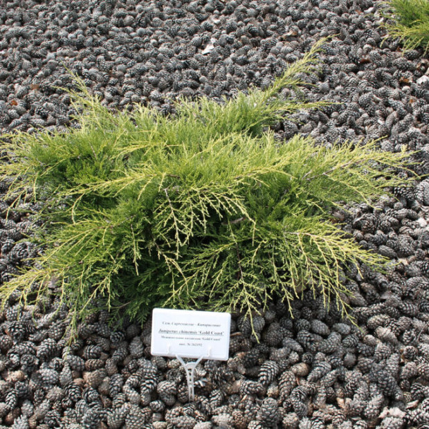 Фото 2. Можжевельник средний 