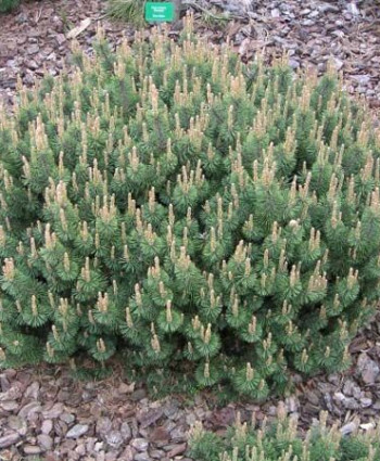 Сосна горная Humpy в каталоге СЦ Корекозево