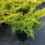 Миниатюра 2. Можжевельник средний 