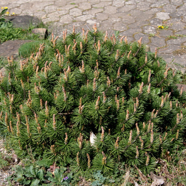 Фото 3. Сосна горная 