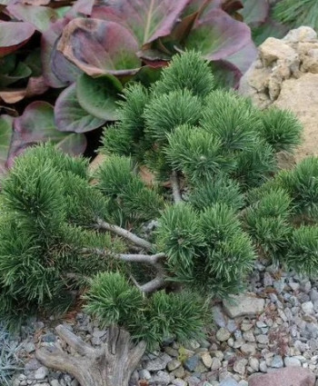 Сосна горная Jakobsen в каталоге СЦ Корекозево