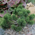 Миниатюра 1. Сосна горная 