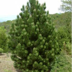 Миниатюра 2. Сосна белокорая 