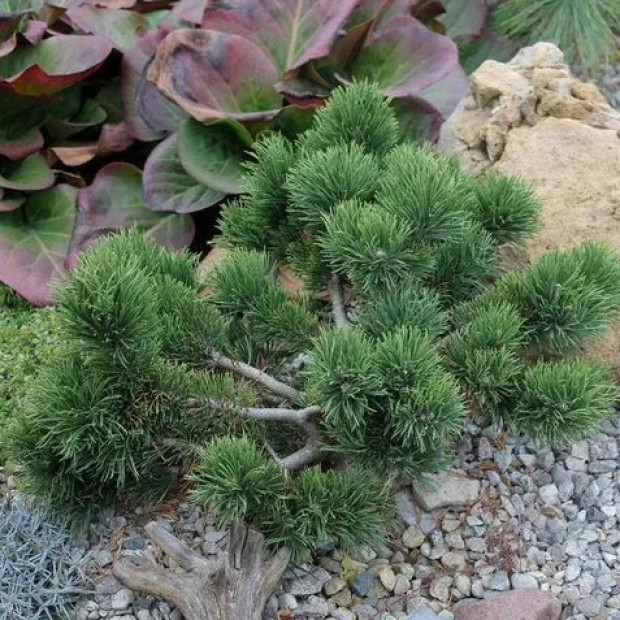 Фото 1. Сосна горная 