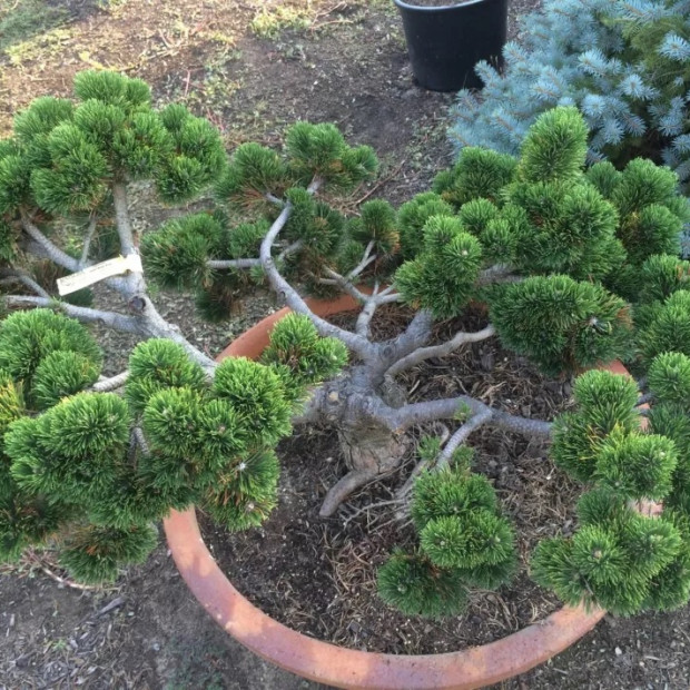 Фото 3. Сосна горная 