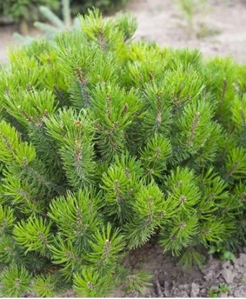 Сосна горная Mughus в каталоге СЦ Корекозево