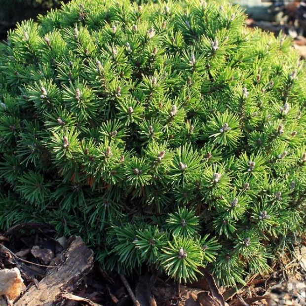 Фото 2. Сосна горная 