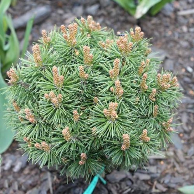 Фото 3. Сосна горная 