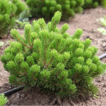 Миниатюра 2. Сосна горная 