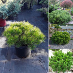 Миниатюра 4. Сосна горная 