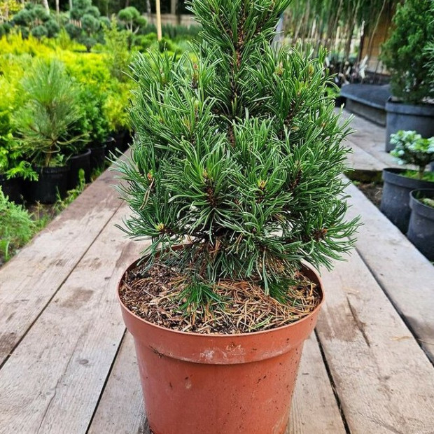 Фото 1. Сосна горная 