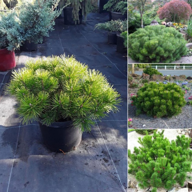 Фото 4. Сосна горная 