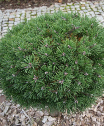 Сосна горная Litomysl в каталоге СЦ Корекозево