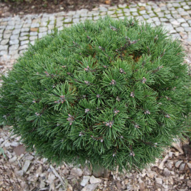 Фото 1. Сосна горная 