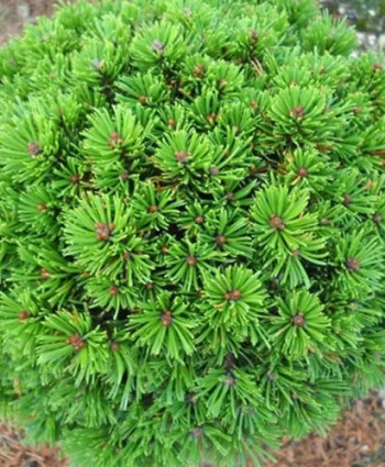 Сосна горная Minikin в каталоге СЦ Корекозево