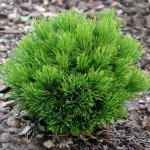 Миниатюра 2. Сосна белокорая 