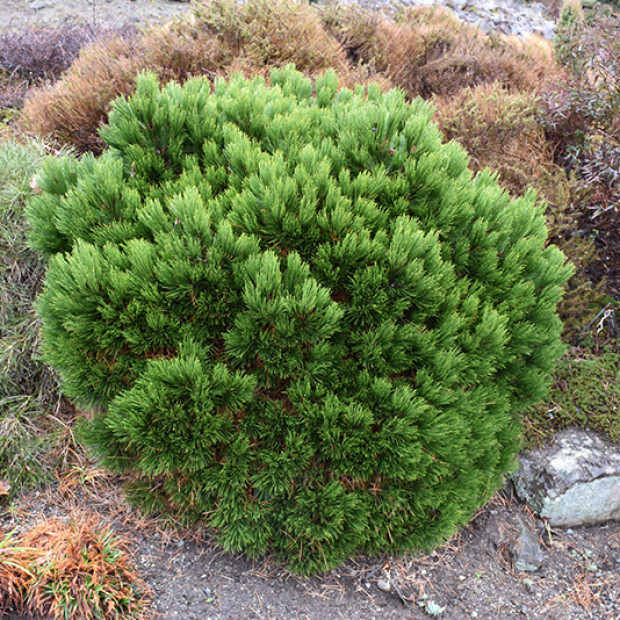 Фото 3. Сосна белокорая 