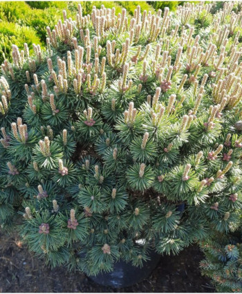 Сосна горная Mops в каталоге СЦ Корекозево