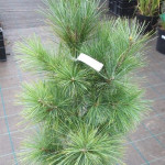 Миниатюра 1. Сосна гималайская 